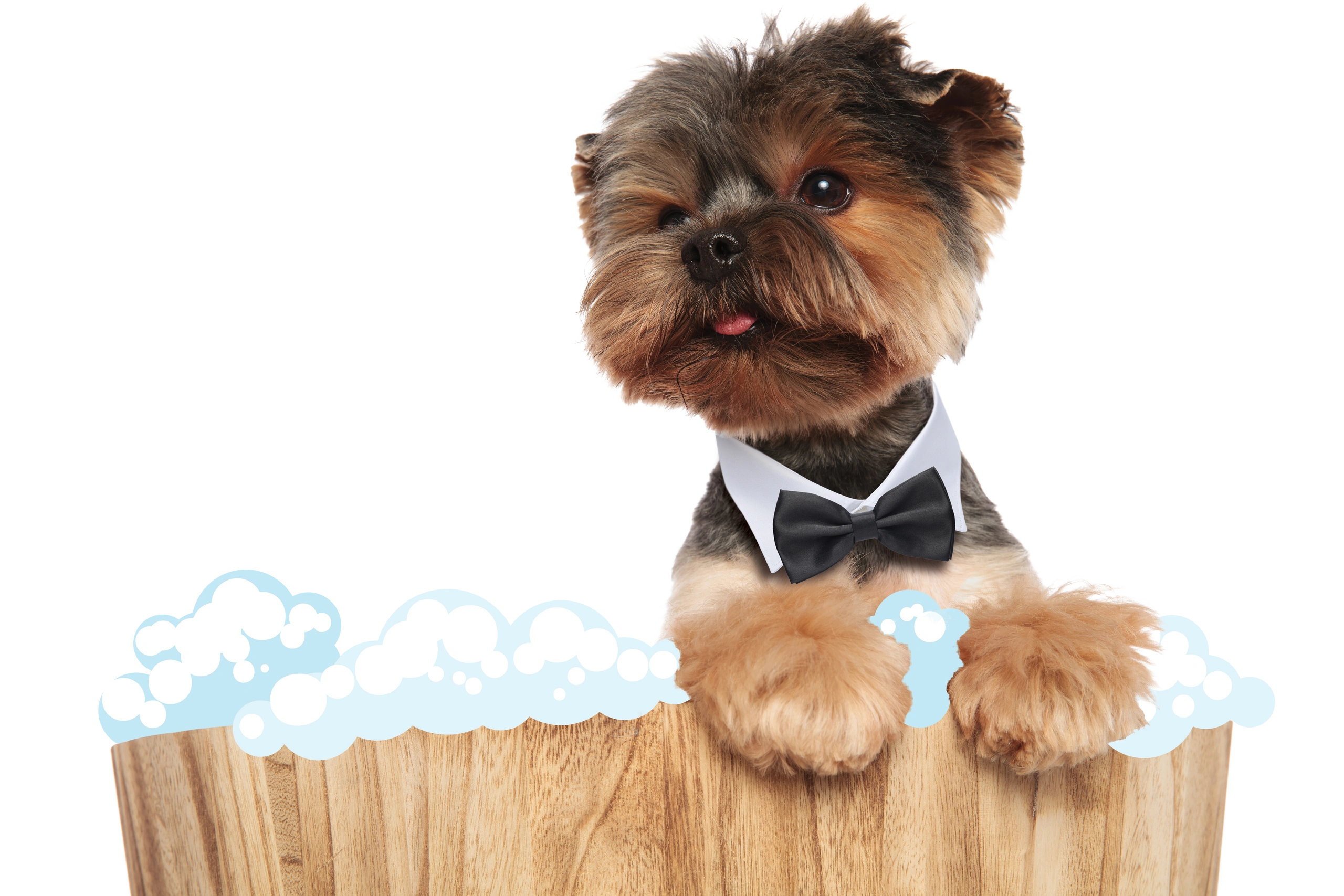 Aristo clips dog deals grooming